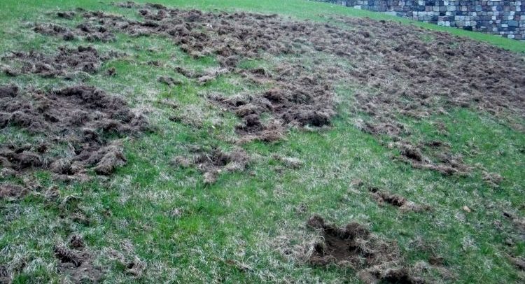 Helping your lawn recover from chafer beetle damage